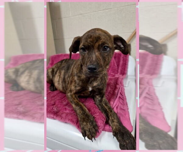 Medium Photo #2 American Staffordshire Terrier-Labrador Retriever Mix Puppy For Sale in Brewster, NY, USA