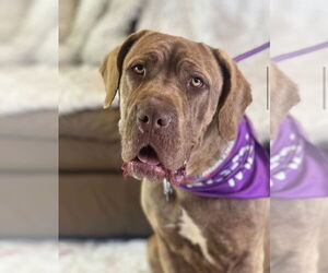 Mastiff Dogs for adoption in Goodyear, AZ, USA
