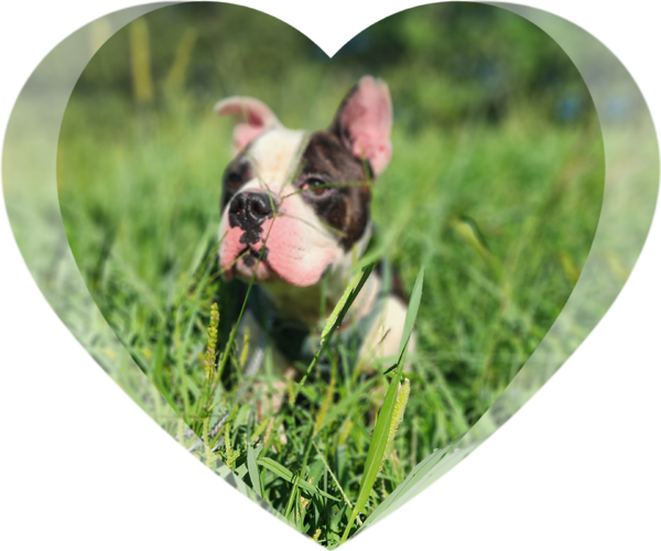 Medium Photo #1 English Boston Bulldog Puppy For Sale in McDonough, GA, USA