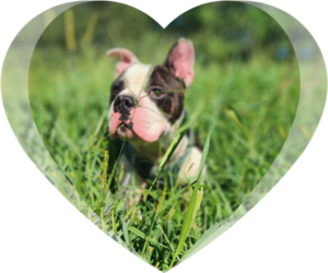 English Boston Bulldog Dogs for adoption in McDonough, GA, USA