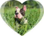 Small English Boston Bulldog