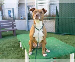 Mutt Dogs for adoption in Pasadena, CA, USA