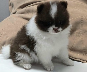 Pomeranian Puppy for sale in ORRVILLE, OH, USA