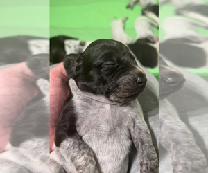 German Shorthaired Pointer Puppy for sale in BIRCH BAY, WA, USA