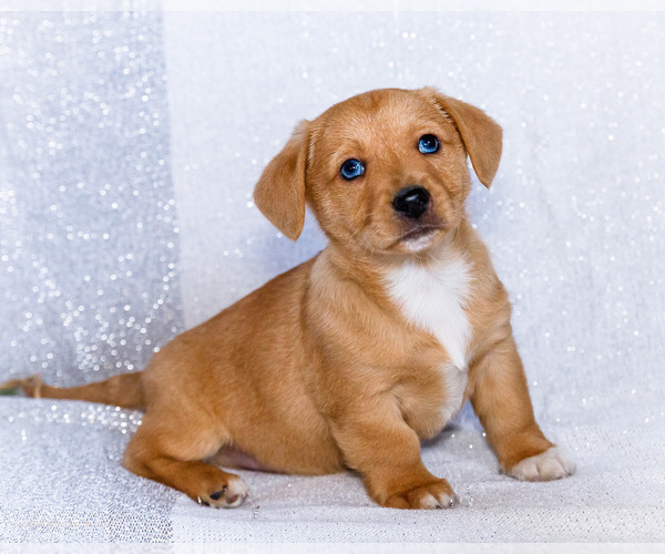 Medium Photo #1 Dorgi Puppy For Sale in WAKARUSA, IN, USA