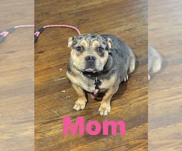 Medium Photo #1 American Bully Puppy For Sale in DETROIT, MI, USA