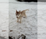 Small #1 Siberian Husky