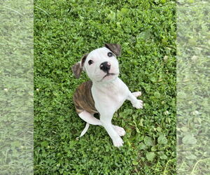 American Bulldog-Labrador Retriever Mix Dogs for adoption in Columbus, IN, USA