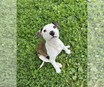 Small American Bulldog-Labrador Retriever Mix