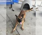 Small German Shepherd Dog