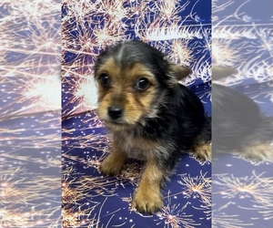 Yorkshire Terrier Puppy for sale in AZLE, TX, USA