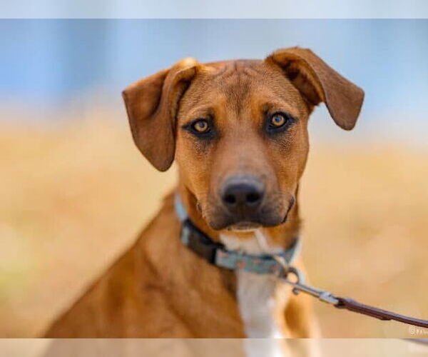 Medium Photo #8 Mutt Puppy For Sale in Germantown, OH, USA