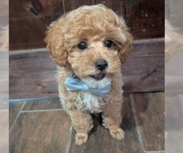 Medium Photo #4 Poodle (Toy) Puppy For Sale in RICHMOND HILL, GA, USA