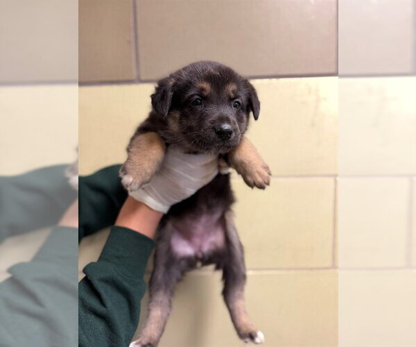 Medium Photo #1 German Shepherd Dog Puppy For Sale in Riverside, CA, USA