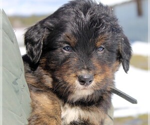 Australian Shepherd Puppy for sale in CLAYTON, WA, USA