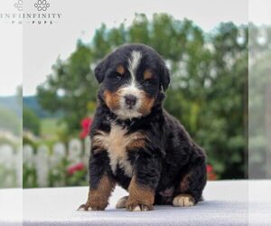 Bernese Mountain Dog Puppy for sale in NARVON, PA, USA