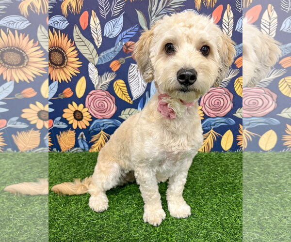 Medium Photo #1 Maltese Puppy For Sale in Corona, CA, USA