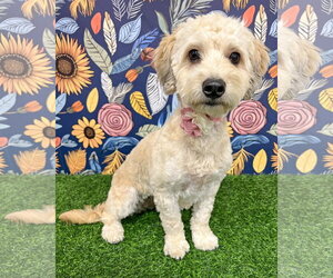 Maltese Dogs for adoption in Corona, CA, USA