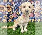 Small Maltese