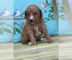 Goldendoodle Puppy for sale in LAWRENCEBURG, TN, USA