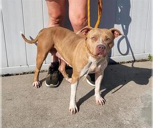 Medium American Staffordshire Terrier