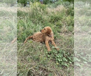Golden Retriever Puppy for sale in HIGHLANDS RANCH, CO, USA