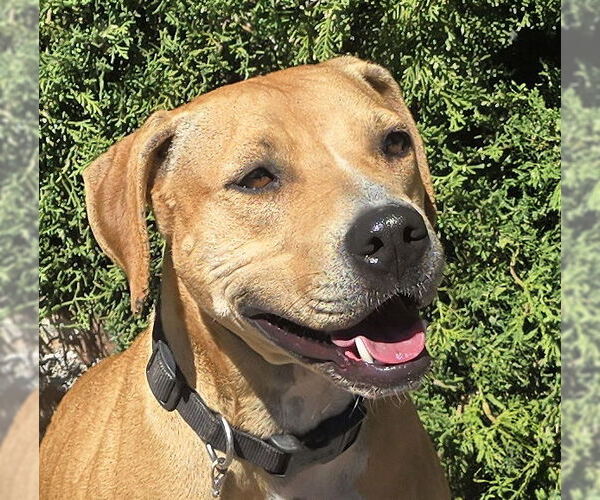 Medium Photo #1 Chinese Shar-Pei-Labrador Retriever Mix Puppy For Sale in Albuquerque, NM, USA