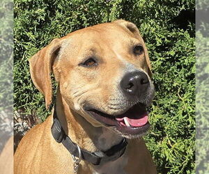 Chinese Shar-Pei-Labrador Retriever Mix Dogs for adoption in Albuquerque, NM, USA