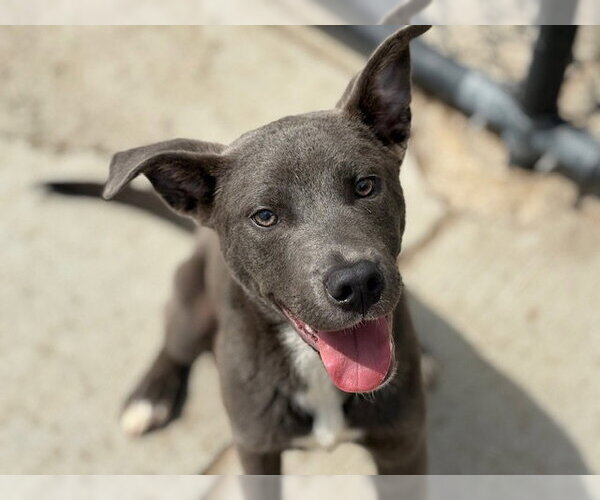 Medium Photo #2 Mutt Puppy For Sale in Tulsa, OK, USA