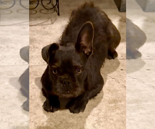 Medium Photo #4 French Bulldog Puppy For Sale in Boca Raton, FL, USA