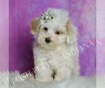 Small Photo #52 Maltipoo (Miniature) Puppy For Sale in WARSAW, IN, USA
