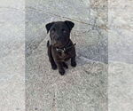 Small #1 Labrador Retriever Mix