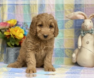 Goldendoodle (Miniature) Puppy for sale in LANCASTER, PA, USA