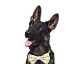 Small German Shepherd Dog