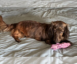 Dachshund Dogs for adoption in Hesperia, CA, USA