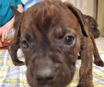 Small Photo #32 Cane Corso Puppy For Sale in MOORESVILLE, NC, USA