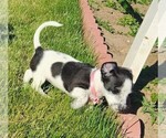 Puppy Goya Jack Russell Terrier-Mutt Mix