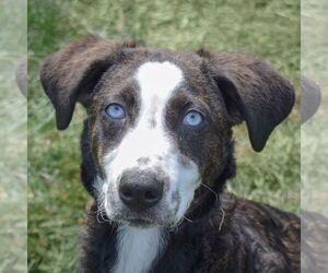 Australian Shepherd-Huskies  Mix Dogs for adoption in Huntley, IL, USA