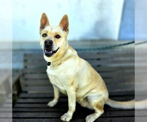 German Shepherd Dog-Unknown Mix Dogs for adoption in Long Beach, CA, USA