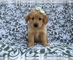 Small #6 Goldendoodle