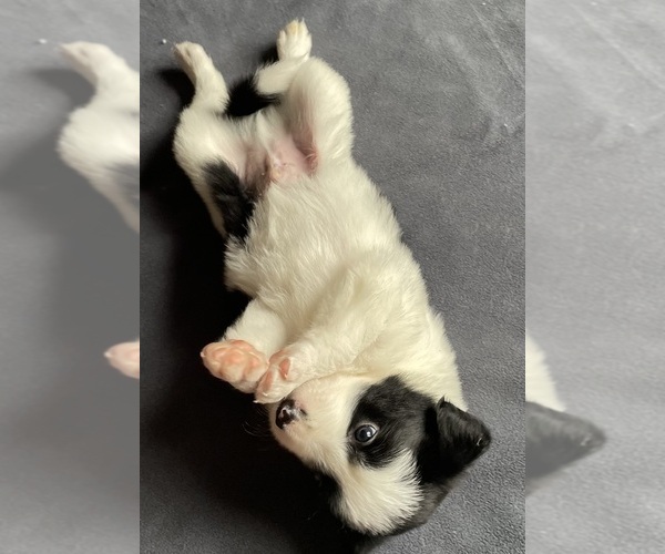 Medium Photo #2 Border Collie-Papillon Mix Puppy For Sale in CULPEPER, VA, USA