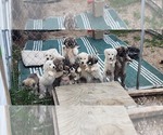 Image preview for Ad Listing. Nickname: Litter of 13