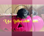 Puppy Yellow collar Cavapoo
