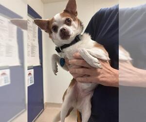 Chihuahua Dogs for adoption in Bakersfield, CA, USA