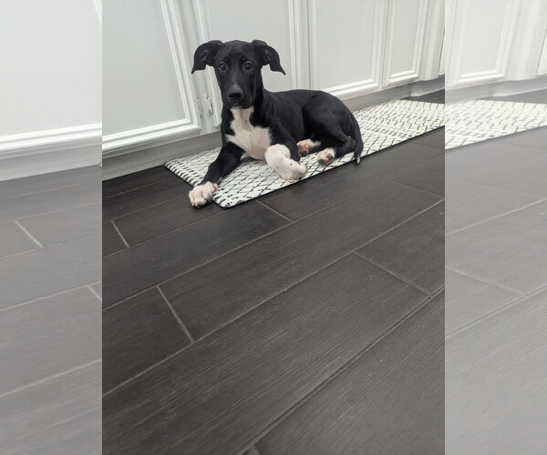 Medium Photo #3 Labrador Retriever-Unknown Mix Puppy For Sale in The Woodlands, TX, USA