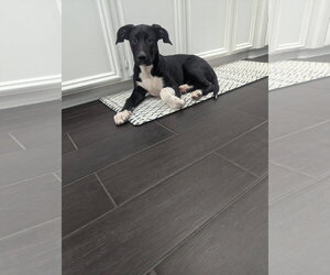 Echonyx - Female Labrador Retriever-Unknown Mix Dog for Adoption - Photo #3