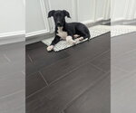 Small Photo #3 Labrador Retriever-Unknown Mix Puppy For Sale in The Woodlands, TX, USA