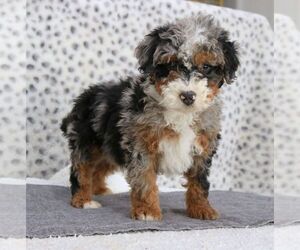 Maltese Puppy for sale in NARVON, PA, USA