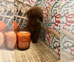 Small Photo #15 Goldendoodle (Miniature) Puppy For Sale in LAS VEGAS, NV, USA