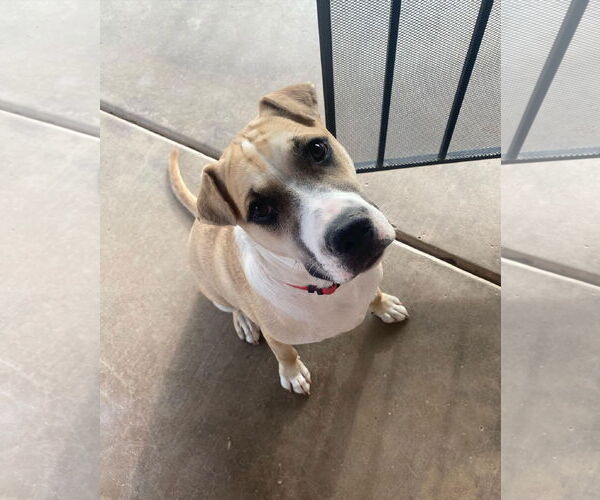 Medium Photo #15 American Pit Bull Terrier-Golden Retriever Mix Puppy For Sale in Peoria, AZ, USA